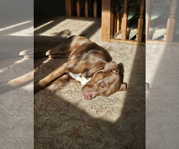 Medium Photo #3 Labrador Retriever-Unknown Mix Puppy For Sale in Minneapolis, MN, USA