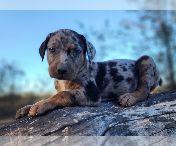 Medium Photo #1 Catahoula Leopard Dog Puppy For Sale in CUMBY, TX, USA