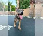 Small Jack Russell Terrier-Staffordshire Bull Terrier Mix