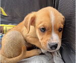 Small #4 Labrador Retriever Mix