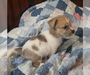 Avani- the A Litter - Female Cairn Terrier-Unknown Mix Dog for Adoption - Photo #5