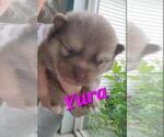 Small Photo #5 Pomsky Puppy For Sale in PEKIN, IL, USA