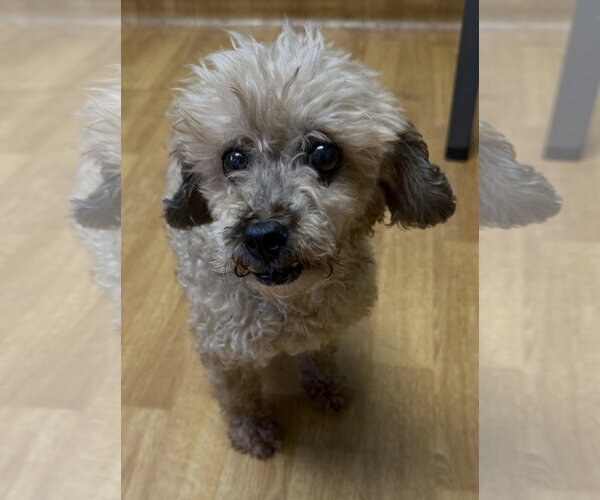 Medium Photo #2 Poodle (Miniature) Puppy For Sale in Mount Airy, NC, USA