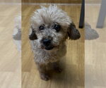 Small #1 Poodle (Miniature)