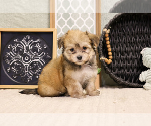 Havanese Dog for Adoption in SYRACUSE, Indiana USA