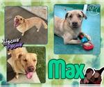 Small #2 Labrador Retriever