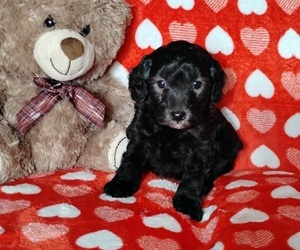 Cockapoo (Miniature) Puppy for sale in FITZGERALD, GA, USA