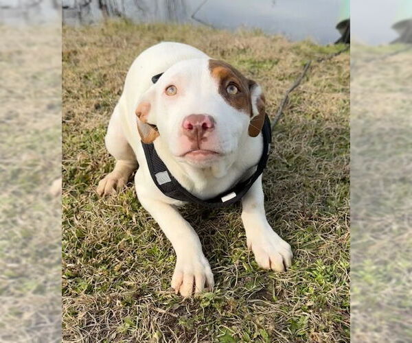 Medium Photo #3 Bulldog-Labrador Retriever Mix Puppy For Sale in Tarrytown, GA, USA