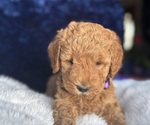 Small #6 Goldendoodle (Miniature)
