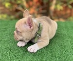 Small #2 French Bulldog