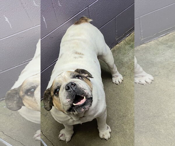 Medium Photo #4 Bulldog Puppy For Sale in Dumont, NJ, USA