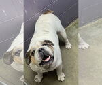 Small #3 Bulldog