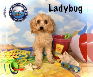 Cavapoo (Miniature) Dogs for adoption in Arcadia, FL, USA