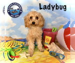 Small Cavapoo (Miniature)