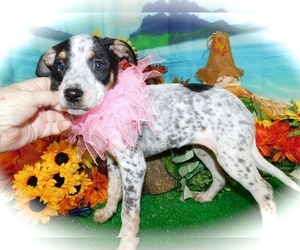 Australian Cattle Dog-Rat Terrier Mix Puppy for sale in HAMMOND, IN, USA