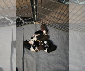 Miniature Australian Shepherd Puppy for Sale in SUMTER, South Carolina USA