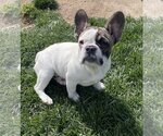 Small Photo #1 French Bulldog Puppy For Sale in Hesperia, CA, USA