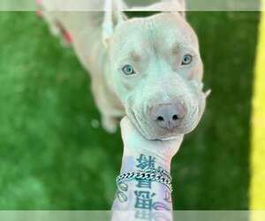 Mutt Dogs for adoption in San Bernardino, CA, USA