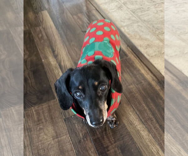 Medium Photo #3 Dachshund Puppy For Sale in Shelbyville, TN, USA