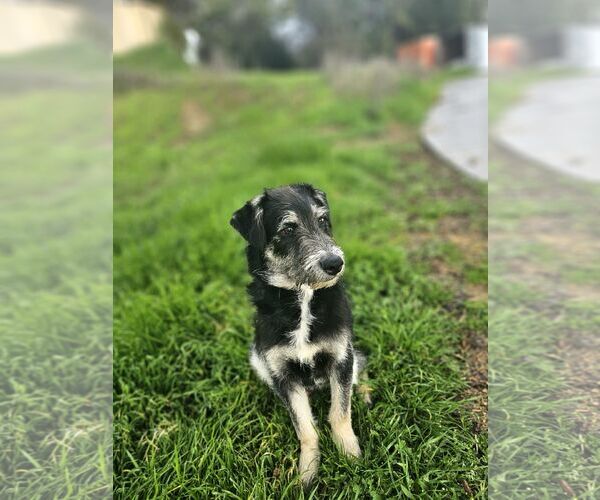 Medium Photo #6 Tibetan Terrier-Unknown Mix Puppy For Sale in Escondido, CA, USA