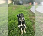 Small #5 Tibetan Terrier Mix