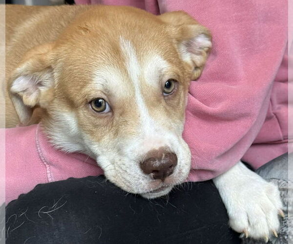 Medium Photo #1 Labsky Puppy For Sale in Mechanicsburg, PA, USA