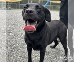 Rizzoli - Female Labrador Retriever-Unknown Mix Dog for Adoption - Small photo