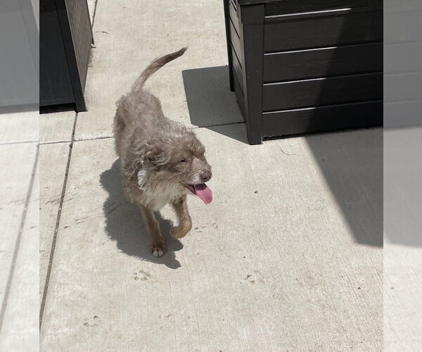 Medium Photo #3 Mutt Puppy For Sale in Germantown, OH, USA