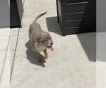 Small #2 Mutt