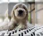 Small Photo #4 Goldendoodle Puppy For Sale in YOUNGSVILLE, NC, USA