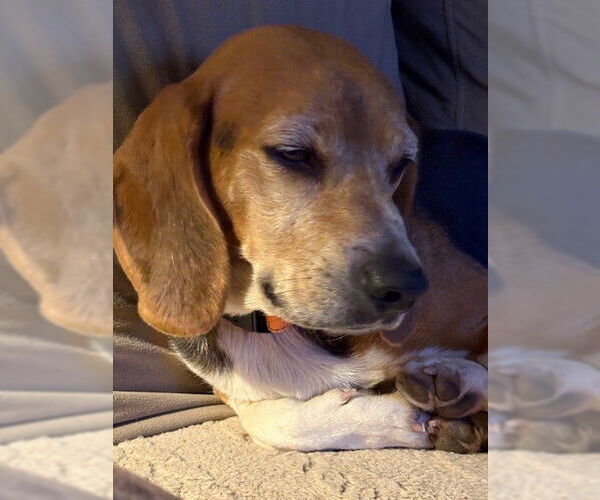 Medium Photo #2 Beagle Puppy For Sale in Tampa, FL, USA