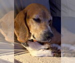 Small #1 Beagle