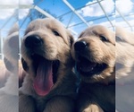 Small Photo #1 Golden Retriever Puppy For Sale in LAKELAND, FL, USA