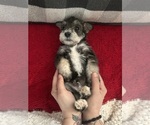 Puppy Wolf Schnauzer (Miniature)