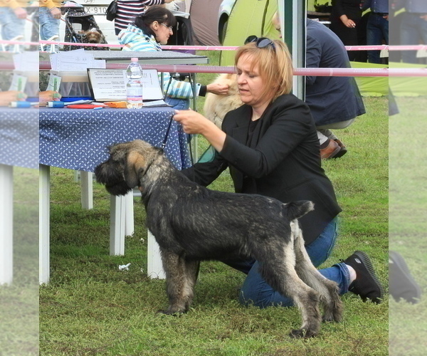 Medium Photo #6 Schnauzer (Giant) Puppy For Sale in Hatvan, Heves, Hungary