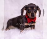 Small #2 Dachshund