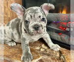 Small Photo #9 French Bulldog Puppy For Sale in ORLANDO, FL, USA