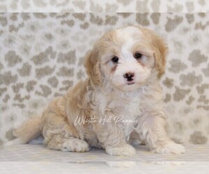 Miniature Bernedoodle Puppy for sale in DENVER, PA, USA