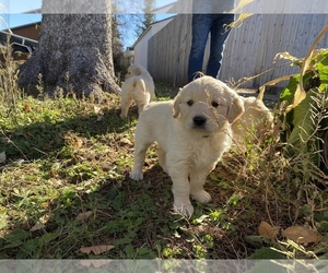 Golden Retriever Puppy for sale in CROMWELL, MN, USA