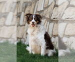 Small #11 Border-Aussie