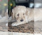 Small Photo #4 Goldendoodle Puppy For Sale in TAMPA, FL, USA
