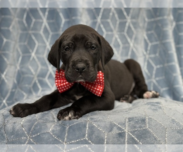 Medium Photo #2 Great Dane Puppy For Sale in LAKELAND, FL, USA