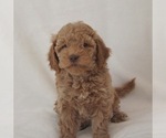 Puppy Toasty Dk Pink Goldendoodle (Miniature)