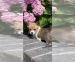 Small Photo #7 Pembroke Welsh Corgi Puppy For Sale in OCEANSIDE, CA, USA