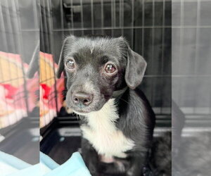 Elsa - Female Mutt Dog for Adoption - Photo #4