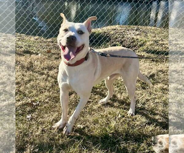 Medium Photo #1 American Staffordshire Terrier-Unknown Mix Puppy For Sale in New Oxford , PA, USA