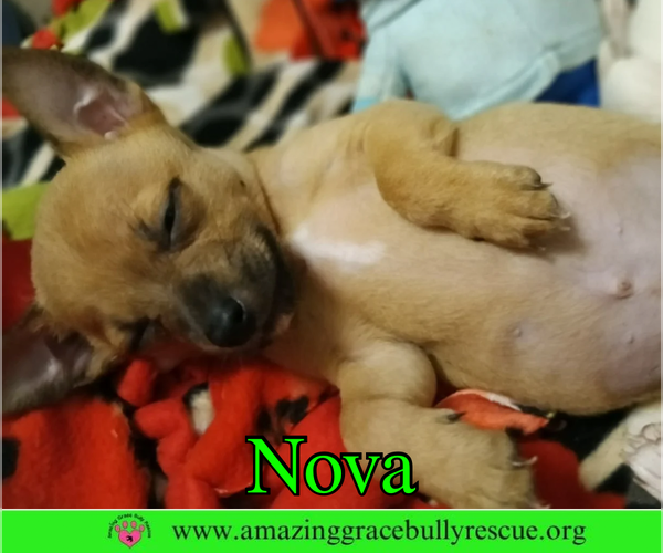 Medium Photo #2 Chihuahua Puppy For Sale in Pensacola, FL, USA