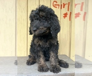 Bernedoodle Puppy for sale in LENAPAH, OK, USA