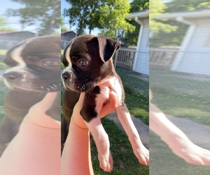 Buggs Puppy for sale in FAIRLAND, IN, USA
