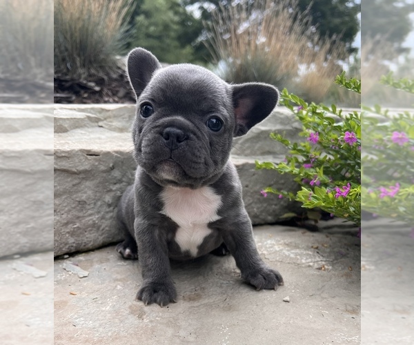Medium Photo #10 French Bulldog Puppy For Sale in HUDSONVILLE, MI, USA
